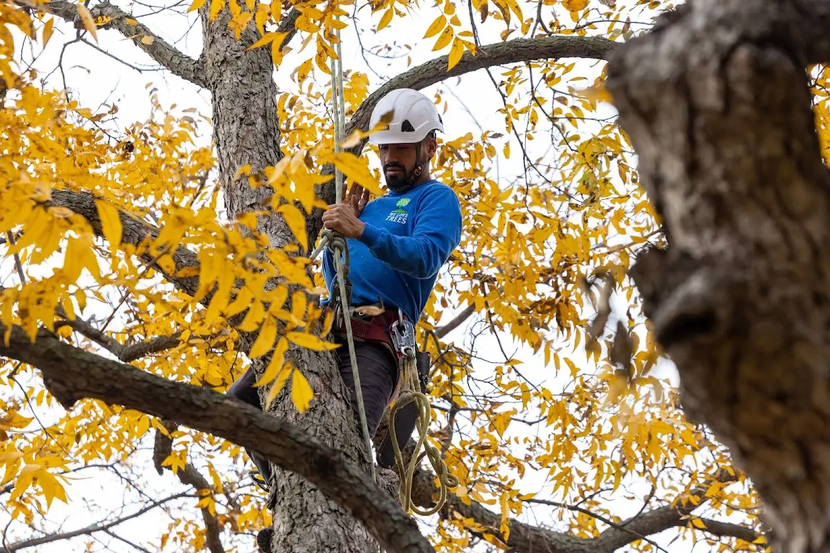 Skilled Tree Planing crew working in Schoharie