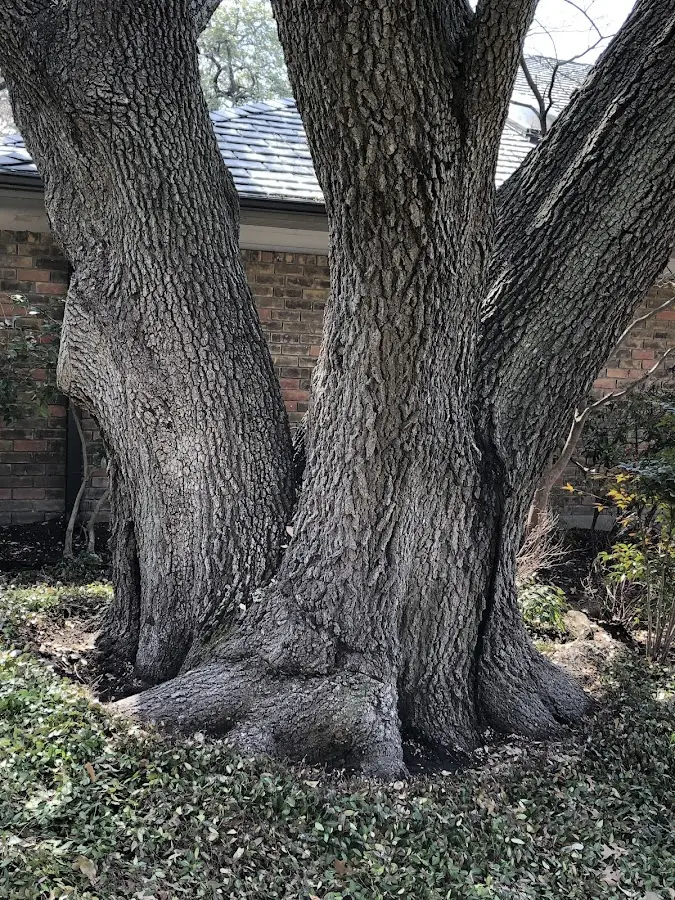 Mature heritage tree close to a Schoharie property cared for by certified arborists